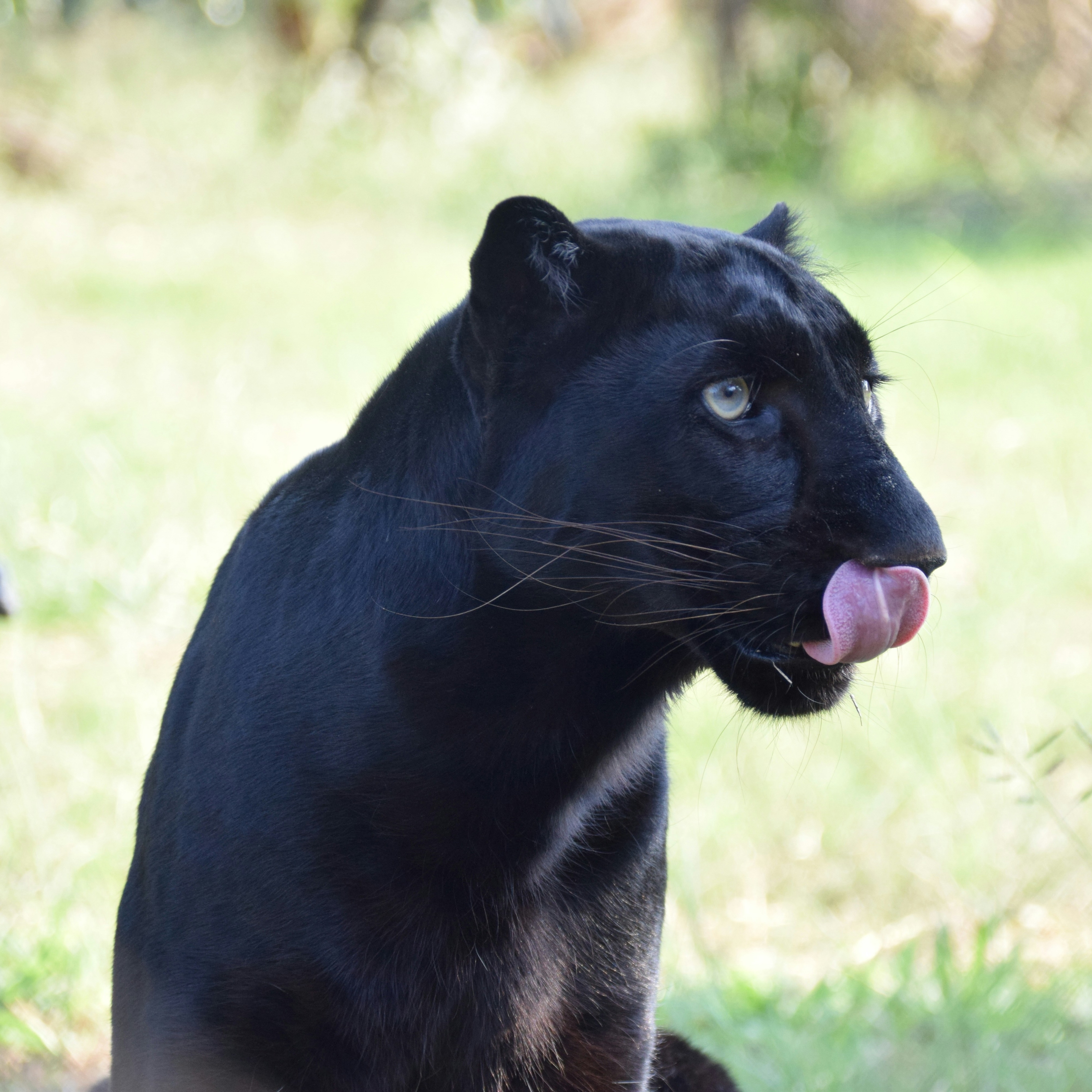 black panthress