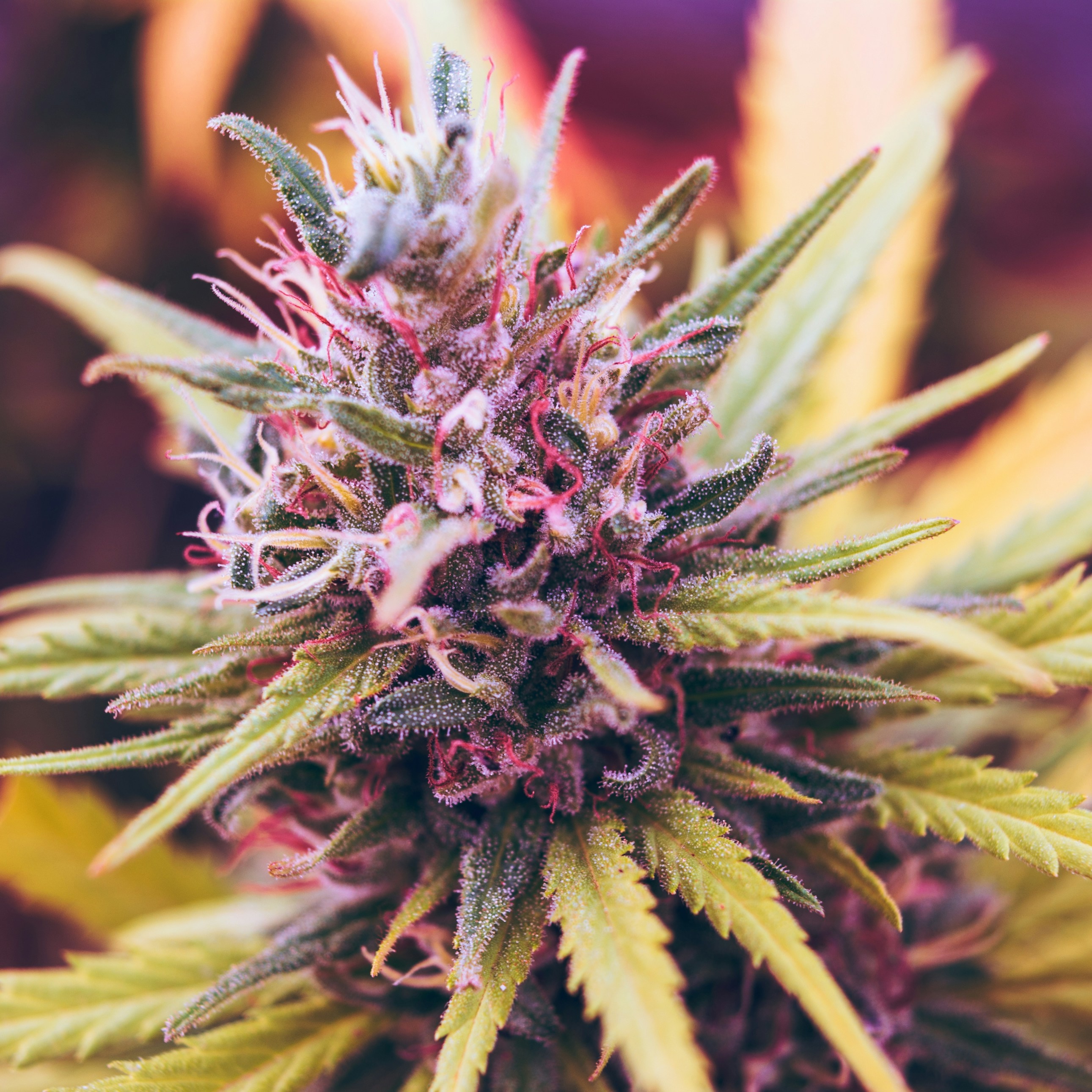 New Strain