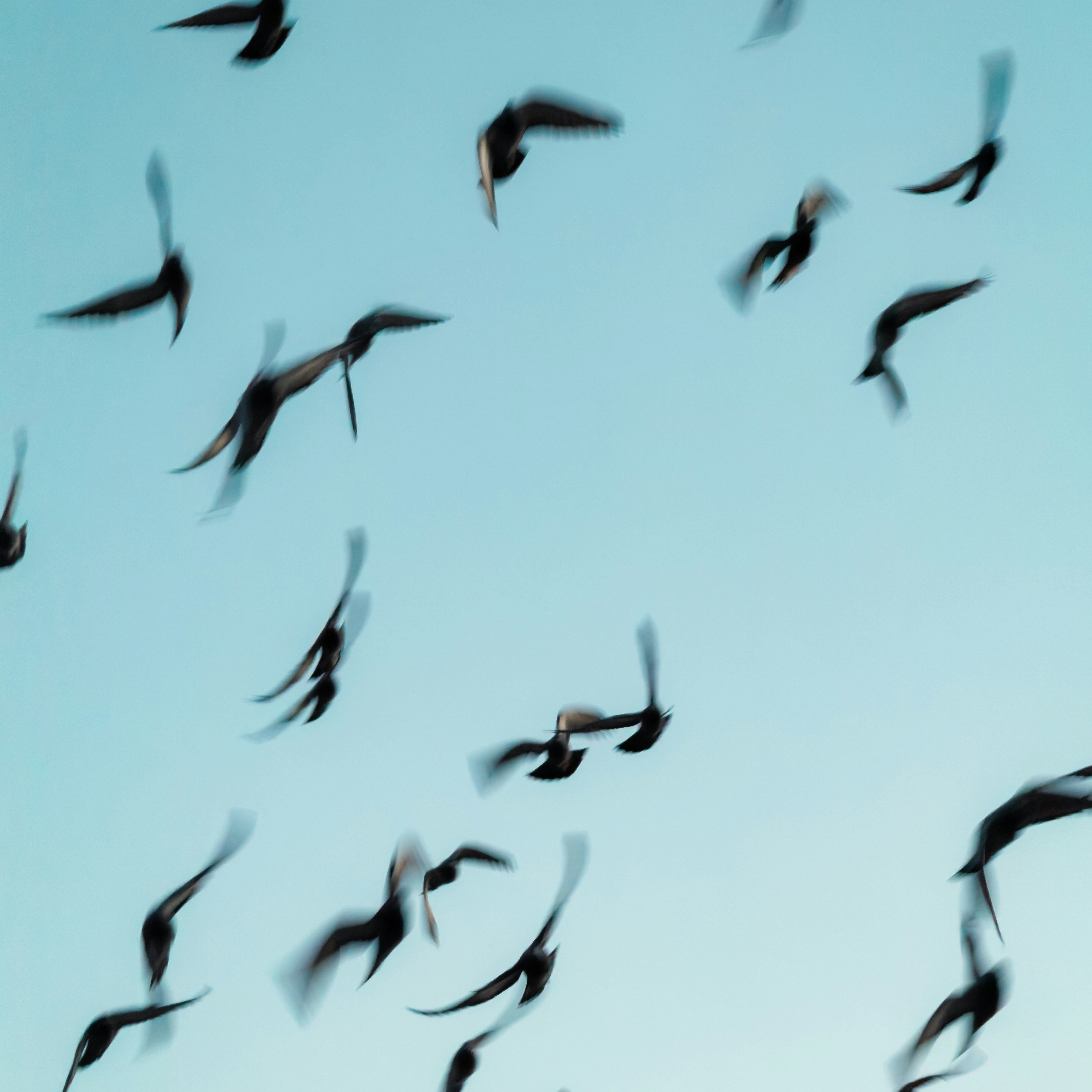 Flock