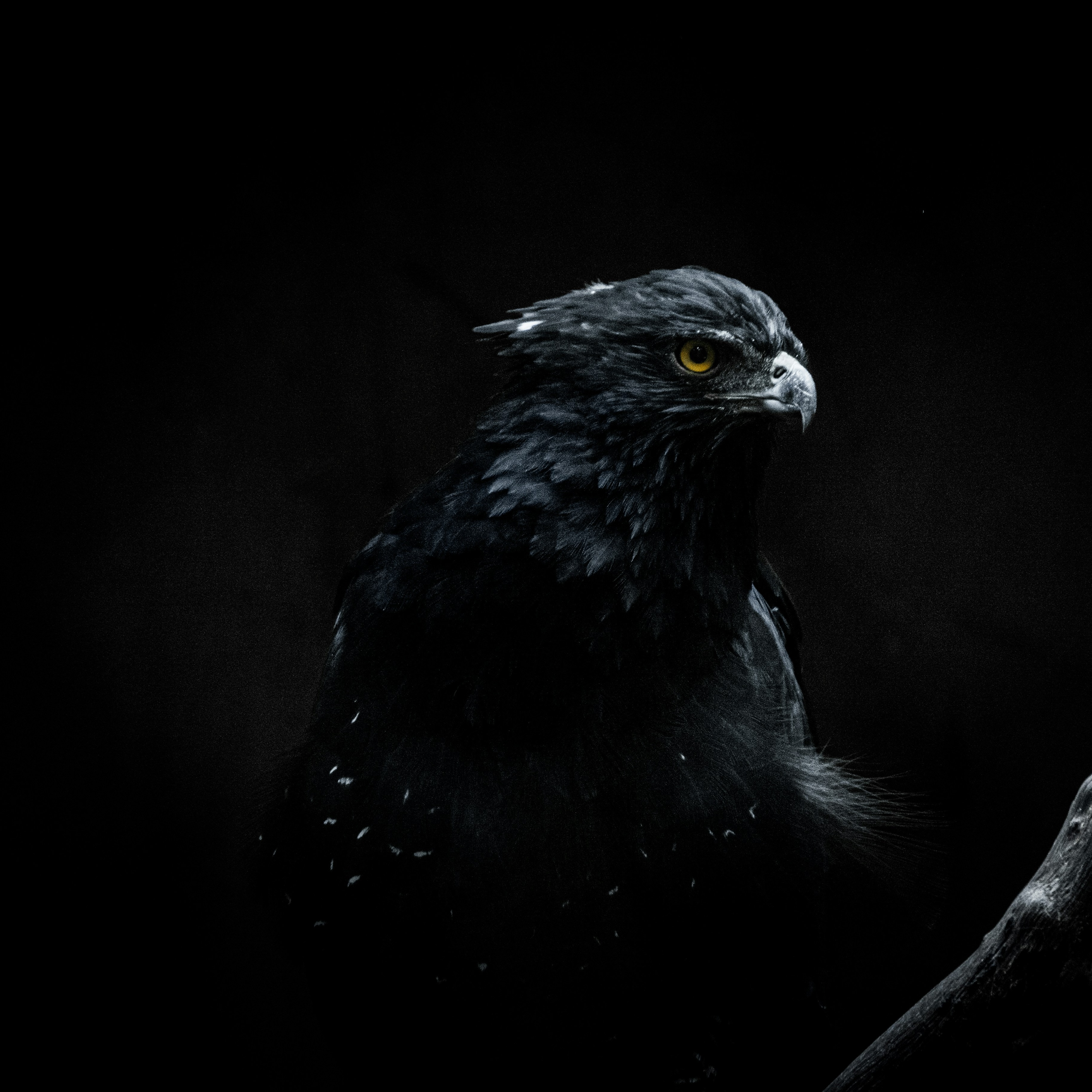 Blackhawk