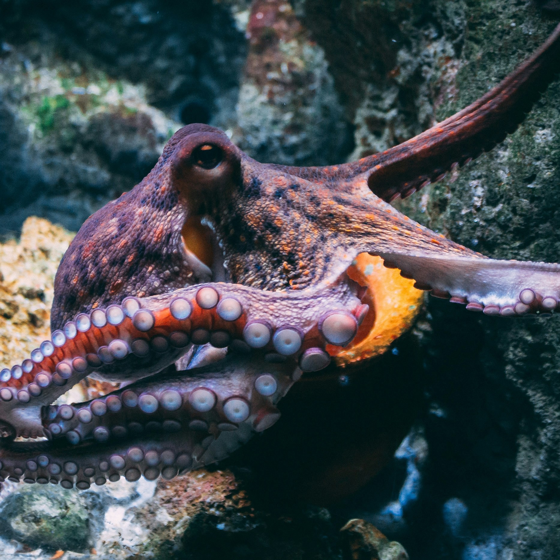 Kraken