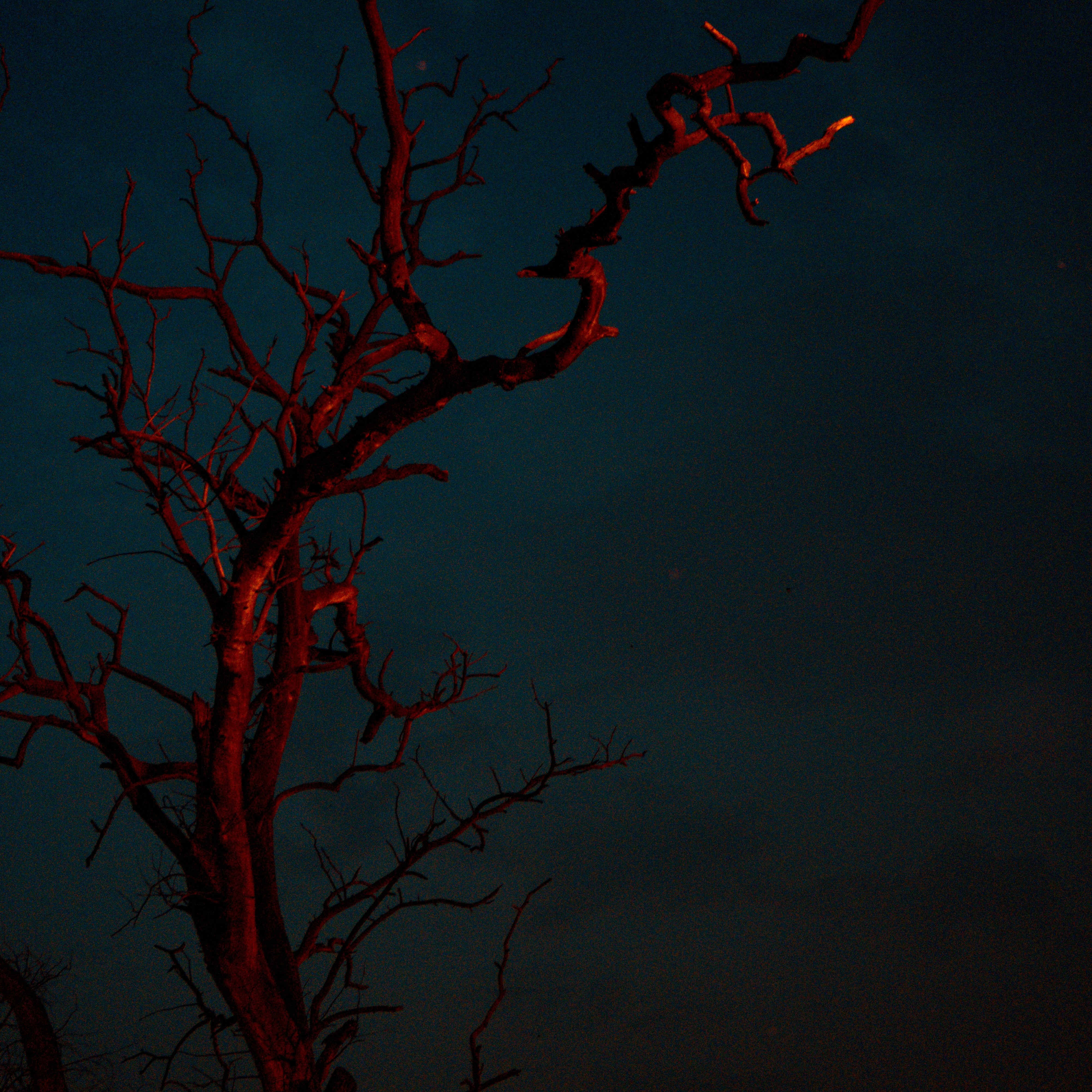 hallowed hollow